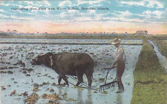 Hawaii Hawaiian Islands Cultivating Rice Field With Water Buffalo