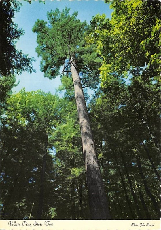 White Pine State Tree , Michigan  