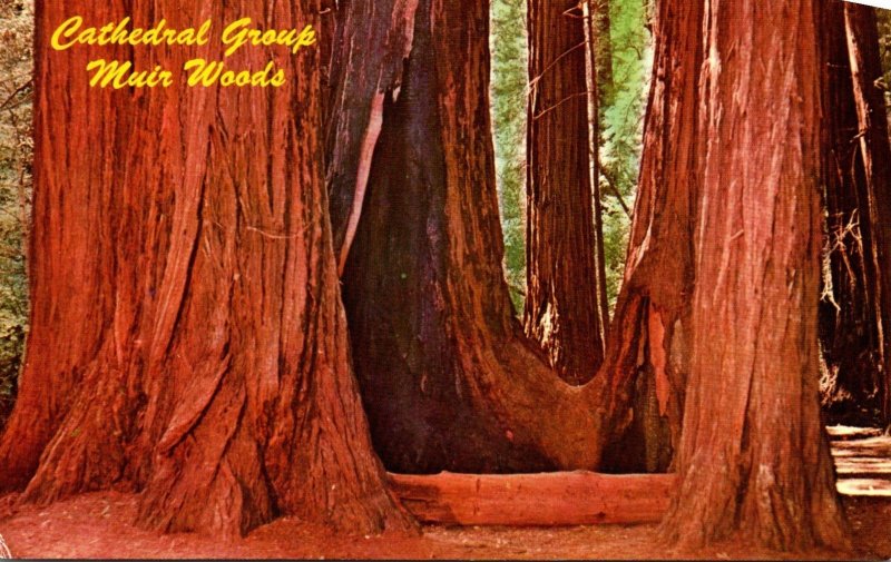 California Muir Woods Cathedral Group