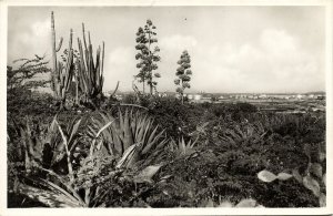 curacao, N.W.I., Country Side with Oil Refinery 1950s Foto Fisher RPPC Postcard