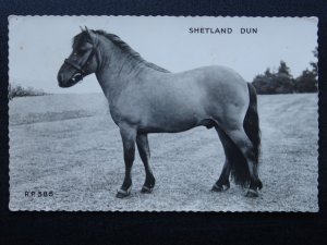 Scotland Shetland Isles Ponies THE SHETLAND DUN c1960s RP Postcard by Valentine