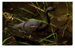 Birds - Tri-Colored Heron