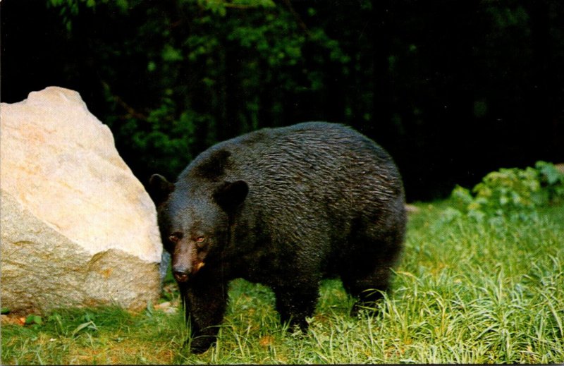 Bears Native Black Bear Great Smoky Mountains National Park