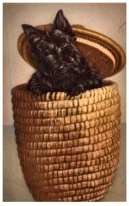 Dog , Scotch Terrier in Basket, Alfred Mainzer
