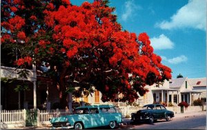 Flowering Royal Poinciana Tree Key West Florida FL Old Cars Postcard VTG UNP  