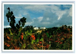 Vintage Sterling Winery Napa Valley, California. Postcard 7XE