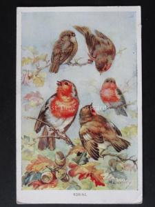 Birds ROBINS after Artist M.Bowley c1950's Postcard by Valentine