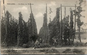 Postcard France Bailleul Cueillette du Houblon Havesting Hop Plants ~1910 J6