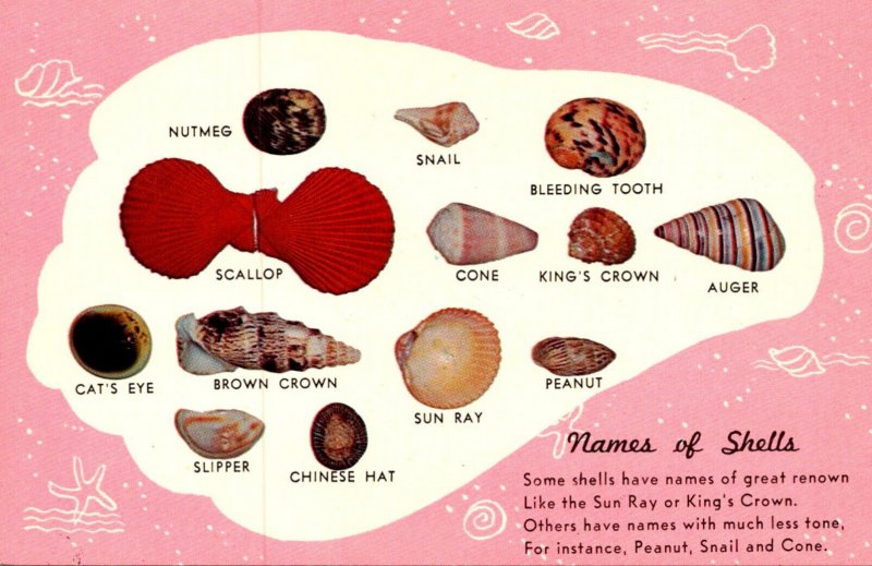 Sea Shells Various Types With Names