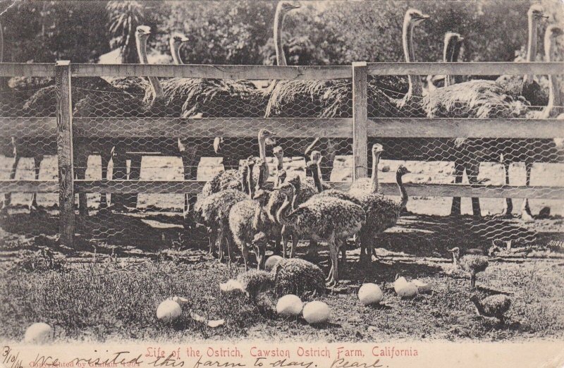 California Los Angeles Scene At Cawston Ostrich Farm 1906 sk6401