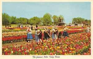 Tulip Farms The Famous Nelis  - Holland, Michigan MI