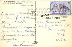 The Hibiscus Bermuda Postcard