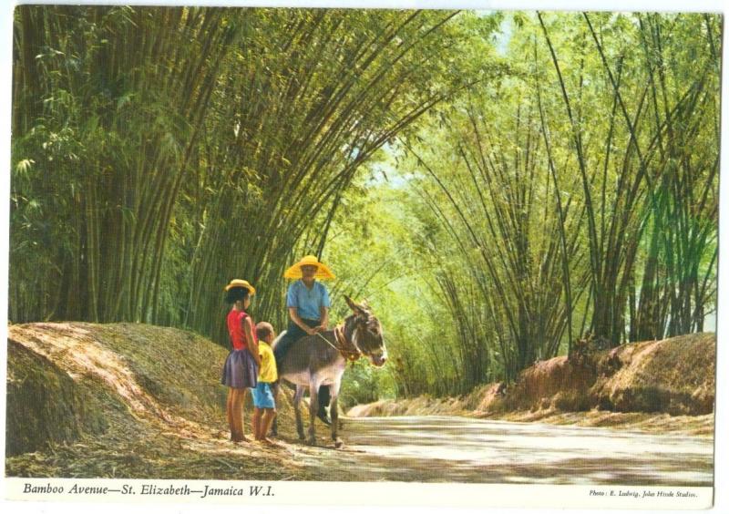 Bamboo Avenue, St. Elizabeth, Jamaica, unused Postcard