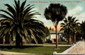 Three Varieties Of Palm Trees California Residence Street 1909