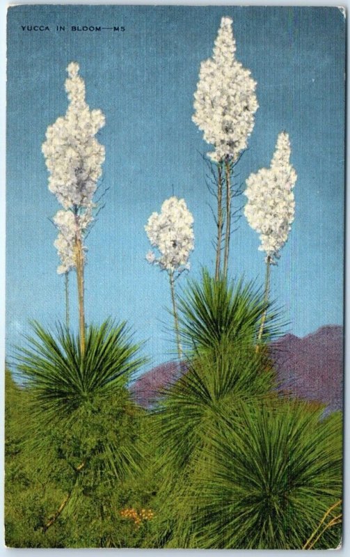 Postcard - Yucca In Bloom - the Great Southwest
