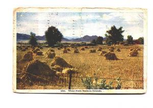 Wheat Field with Hay Bales, Northern Colorado, Used 1908