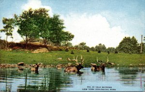 New York Zoological Park Elk Bathing