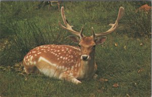 Animals Postcard - Fallow Deer, Buck, Doe, Red Deer Ref.RS33337