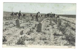 Dry Farm Potatoes near Dillon, Montana. Vintage Photoette postcard