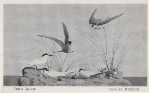 Tern Group Of Birds Paisley Museum Vintage Postcard