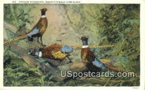 Chinese Pheasants - Misc, Idaho ID