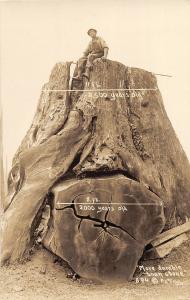 F30/ Washington? Oregon RPPC Postcard Monster Tree Stumps Man 2500 Years