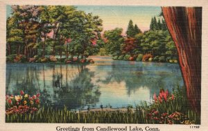 Vintage Postcard 1945 Nature Trees Greetings From Candlewood Lake Connecticut CT