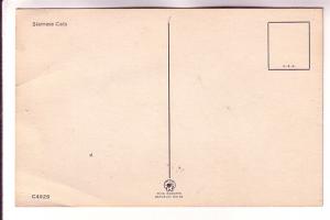 A Pair of Siamese Cats,