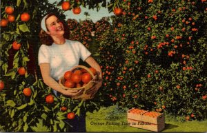 Florida Orange Picking Time With Beautiful Girl Holding Basket Of Oranges Cur...