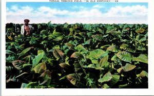 1920s Tobacco Field in Old Kentucky Lexington KY Postcard