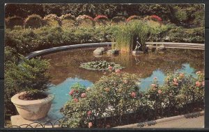 New York, Brooklyn - Rose Gardens At Brooklyn Botanical - [NY-541]