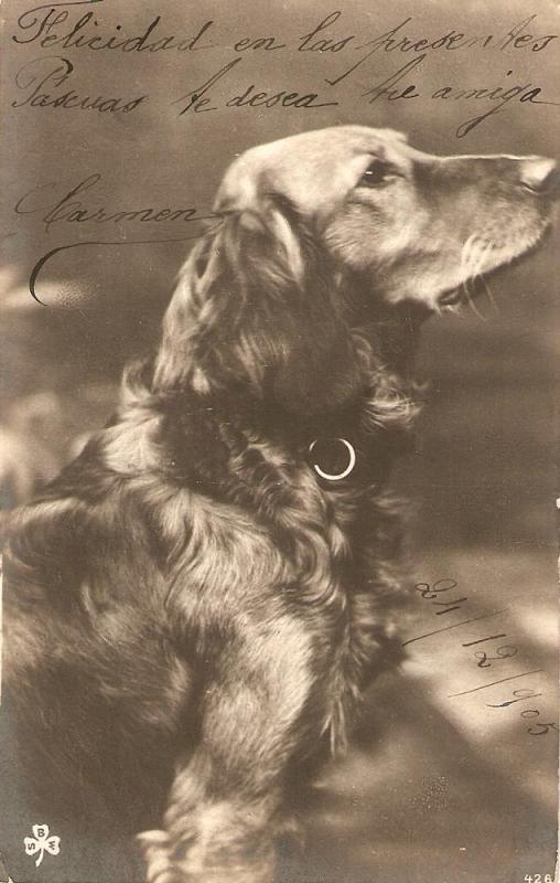 \A dog\ Nice antique postcard