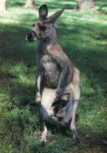 Kangaroo and Baby in Australia