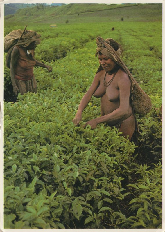 Nude Lady Fruit Picker at Papua New Guinea Postcard