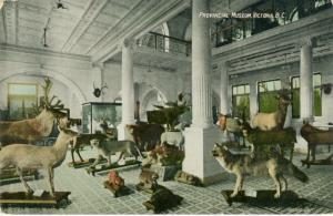 Postcard  Provincial Museum, Victoria BC Canada Animals Taxidermy
