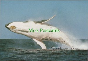 Animals Postcard - Humpback Whales, Rottnest Island, Australia  RR12207