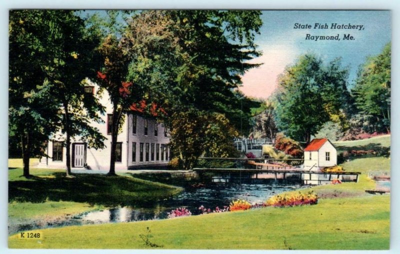 RAYMOND, Maine ME ~ STATE FISH HATCHERY Cumberland County c1940s Linen Postcard