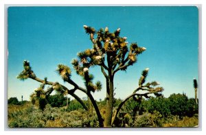 Joshua Tree In Bloom UNP Unused Chrome Postcard D21