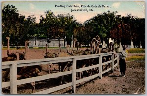 Jacksonville Florida 1917 Postcard Feeding Ostriches Florida Ostrich Farm