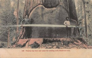 Twenty Six Foot Saw and Redwood Tree, Hand Colored Postcard, Used in 1908