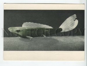 454210 USSR 1957 year Vietnam exhibition in Moscow bone horn fish postcard
