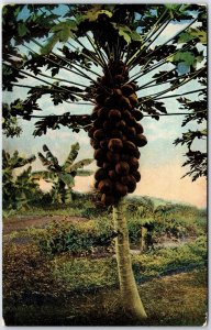 VINTAGE POSTCARD ROWS OF COCONUT TREES IN HAWAII c. 1907-1912 (AMERICHROME)