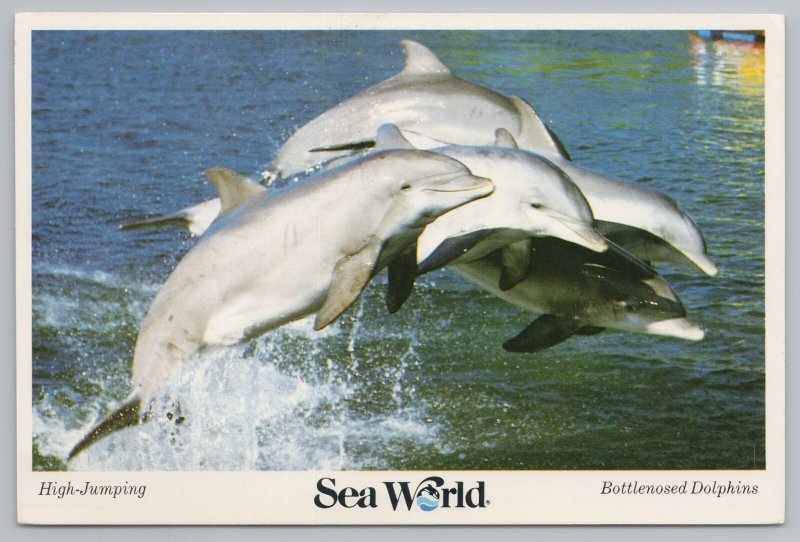 Orlando Florida~Bottlenose Dolphins High Jumping~Continental Postcard 