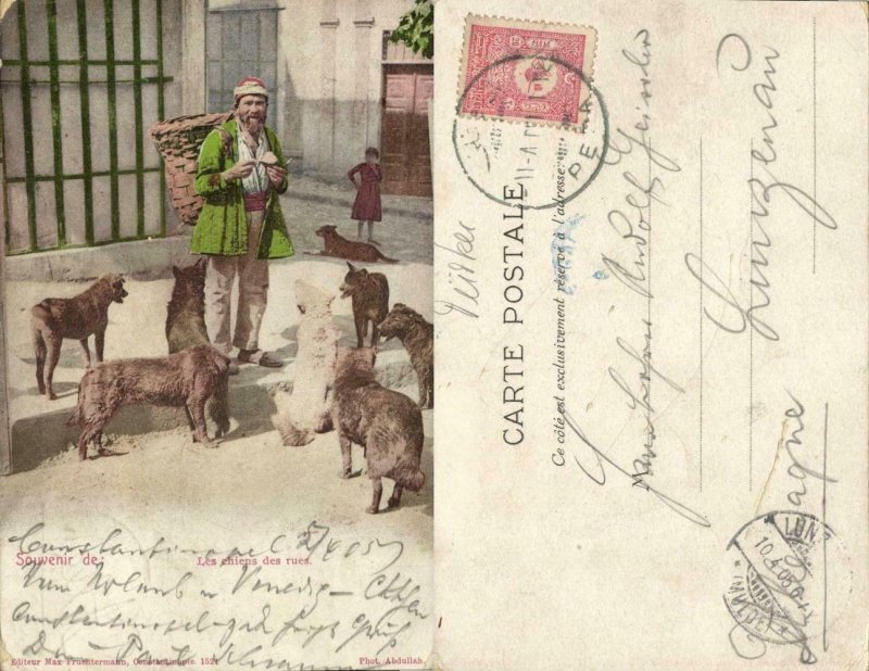 turkey, CONSTANTINOPLE, Street Dogs, Chiens de Rue (1905) Max Fruchtermann 1521