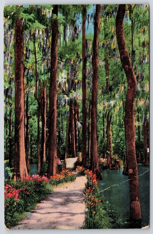 Vintage Postcard Water Forest of Giant Cypress Trees Gardens Charleston S. C. 