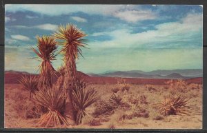 Arizona - Yucca In Desert - [AZ-182]