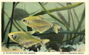 Fish - Yellow Characin