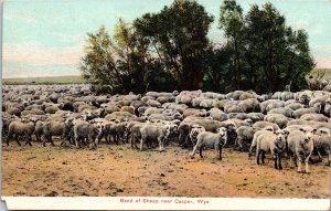 Band Sheep Casper Wyoming WY Antique Postcard UNP Unused DB Germany 