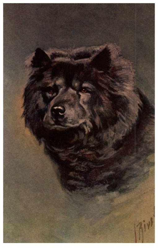 Dog  , Chow Chow , artist signed