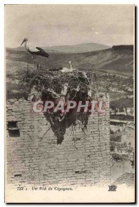 Old Postcard A nest Storks